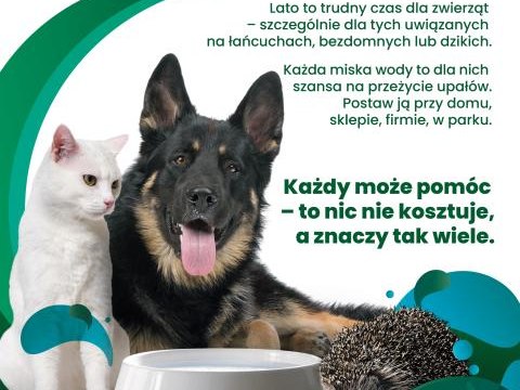 Mały gest, wielka moc – wystaw miskę!